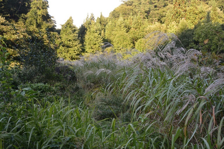 神岩遠景